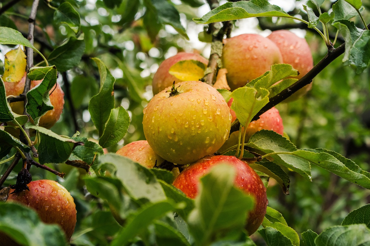 Starte jabłko na zaparcia – jak działa i czy warto stosować?